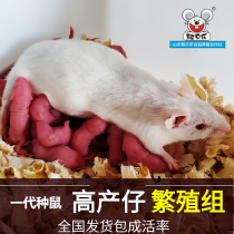 Small white rat breeding group living to ship a public three-mother into a body mouse