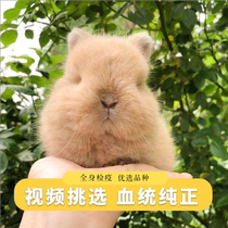Imported purebred double-blood American dwarf rabbit lop-eared rabbit Dutch rabbit teacup rabbit small pet rabbit living things do not grow up