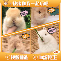 Purebred Dutch Dwarf Rabbit Pet Rabbit Mini Little Teacup Rabbit Living Animal Small Imported Blood Lop Ear Rabbit