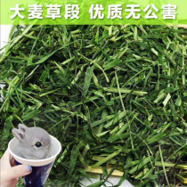 Barley grass section hay nutrition multi-dimensional easy to digest rabbit guinea pig guinea pig barley grass grain full 5 pieces
