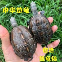 Chinese grass turtle living golden tortoise Brazilian tortoise can love to feed pets to send trial tortoise food