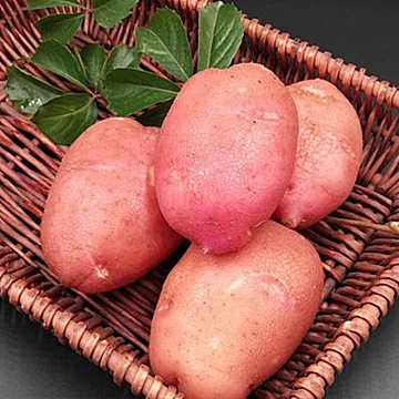 【云南红皮土豆】5斤黄心马铃薯[10元优惠券]-寻折猪