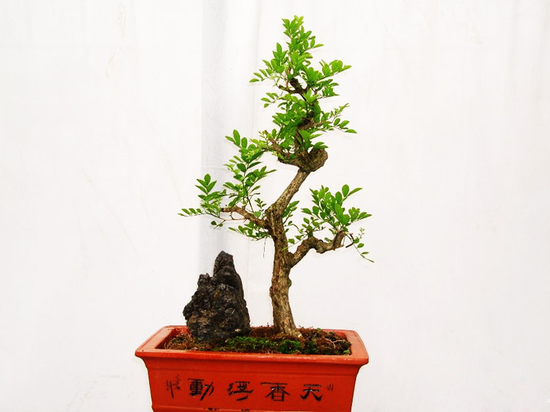 名贵珍稀正宗海南黄花梨苗树苗红木降香黄檀树木3年树龄盆景苗
