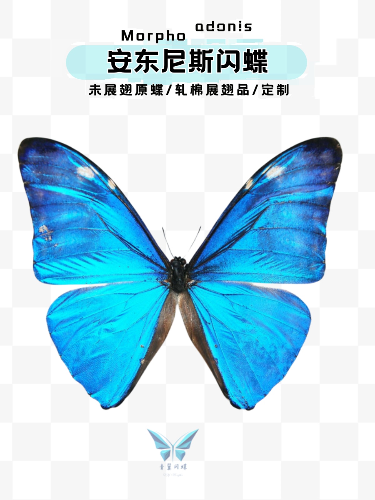 蝶画 蓝闪蝶 蓝闪蝶图片设计元素素材免费下载(图片编号:1622556)-六图网