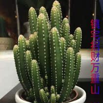 Multi-meat plant Wanheavy Mountain Green Planted Living Room Desk Surface Radiation-Resistant Potted Cactus Combined Flower balls