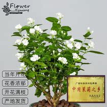Jasmine Flowers Potted Flowers Indoor Potted Plants Mosquito Repellent Potted Plants Indoor Flowers to Good Jasmine Flowers