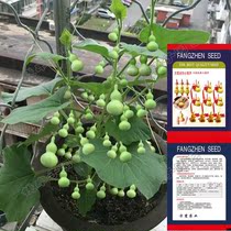 (Balcony Potted) Hand twisted gourd small gourd seed seed to admire mini gold inch miniature toy gourd seed