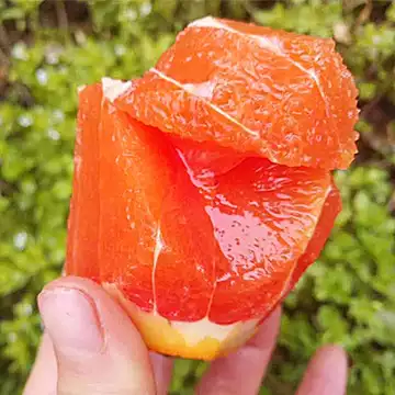 【3斤装】秭归中华血橙子新鲜水果[10元优惠券]-寻折猪