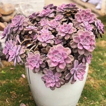 Zile old pile fleshy small seedlings cliff shape pile exposed outdoor balcony flowers cold-resistant Net red rainbow sugar