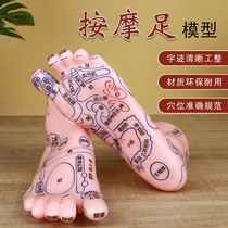 Foot acupoint model high-definition large font foot reflection zone model foot acupoint map foot massage model