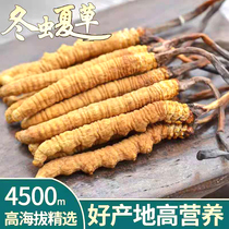 Naqu Cordyceps sinensis 4 grams Tibet fresh Cordyceps dry special wild 10 grams 40 gift box