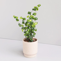 Malt forest curly leaf ficus green plant potted Japanese beautiful and fresh foliage plants indoor balcony four seasons evergreen