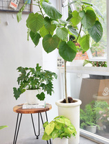 Malt forest green plant large-scale bonsai combination landscaping living room indoor and outdoor corner pastoral landscape plant decoration