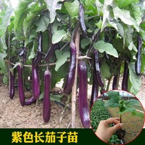 Oriental Zhengda Oriental Purple Sword Long Eggplant Seedlings Spring Seared Eggplant Seeds High Yield