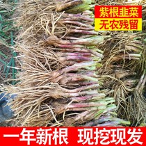 Leeks Root Fry Now Dig New Purple Red Root Leeks Seedseed Wide Leaves Balcony Potted Plant Four Seasons Soju vegetable seed hole