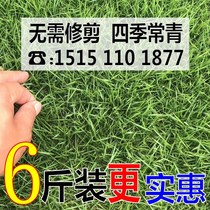 Lawn Grass Seeds All Season Evergreen Free Pruning Dog Tooth Root Ranger Green Lawn Seed Turf Dog Tooth Root Grass Seed Grass Seed