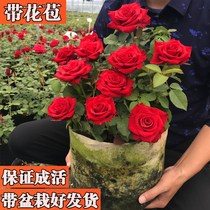Rose flower Miao with flower bud flower View flower green plant indoor balcony potted large flower lunar season flowering season blossoms