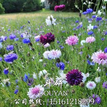 Cornflower seed four seasons easy-to-grow blue cornflower seeds outdoor courtyard greening cold-resistant flower seeds