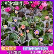 Sleeping Lotus Water Bacon Plant Season Bowl Lotus Lotus Flower Water Raising Indoor Patio Water Lotus Seed Potted Large Root Block With Flower Bud