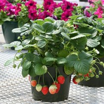 Strawberry Seeds Season Results Indoor Balcony Potted Fruits Vegetable Seed Easy To Grow Strawberry Miao Flower Seed