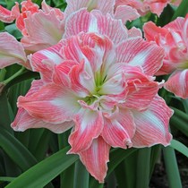 Spot Dutch import heavy petals Zhu top red oversize ball Multi-flower buds good to feed indoor basin planting flower seeds