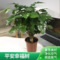 Green Treasure Happiness Tree Potted Large Tree Pile Green Tree Plant Indoor Living Room Suction Formaldehyde Tabletop Green Planting Flowers Bonsai