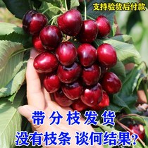 Cherry seedlings grafted cherry saplings in the south and north planted potted ground fruit trees