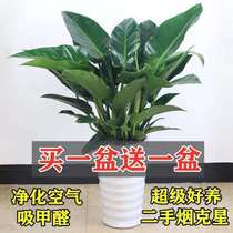 (Large Leaf) Large Leaf Gold Drill Potted Red Drill Potted Plant All Season Evergreen Water-Petting Formaldehyde Plant Easy To Keep Alive