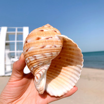 Large shell natural oversized qin snail conch fish tank aquarium decoration breeding shell succulent flower pot decoration