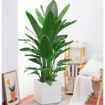 Sky Hall Bird Potted Cranes large plant flowers Green Vegetation Indoor good nourishing Formaldehyde Office Living Room bedroom