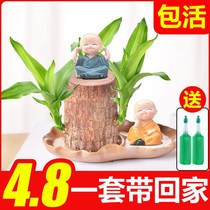 Brazilian Wood lucky Wood flowering Brazilian Wood water raising lucky wood belt pot can sprout lazy office desktop small basin