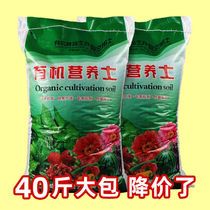 Plant flower special nutraceutical flowers cultured soil turquoi cultivation home-grown soil potted soil potted soil potted garden