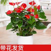 Anthurium potted large flower pots red palms white palms potted hydroponic plants indoor flowers good sailing large pots green plants