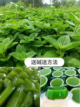 Cool Powder Grass Fresh Green Burning Fairy Ingredients Full Milk Tea Shop Special People Now Pick Up Original Dessert To Make Authentic Tofu Base