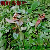 South Candle Leaf Fresh mullet rice dumplings Rice Glutinous Rice Dumplings Wild Special Produce Black Grass Head Picking Tender Branches Raw Materials Now