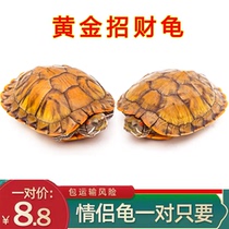 Gold Brazil tortoise ornamental small turtle living things Longevity Red Ear Tortoise Child Pet Tortoise Turtle