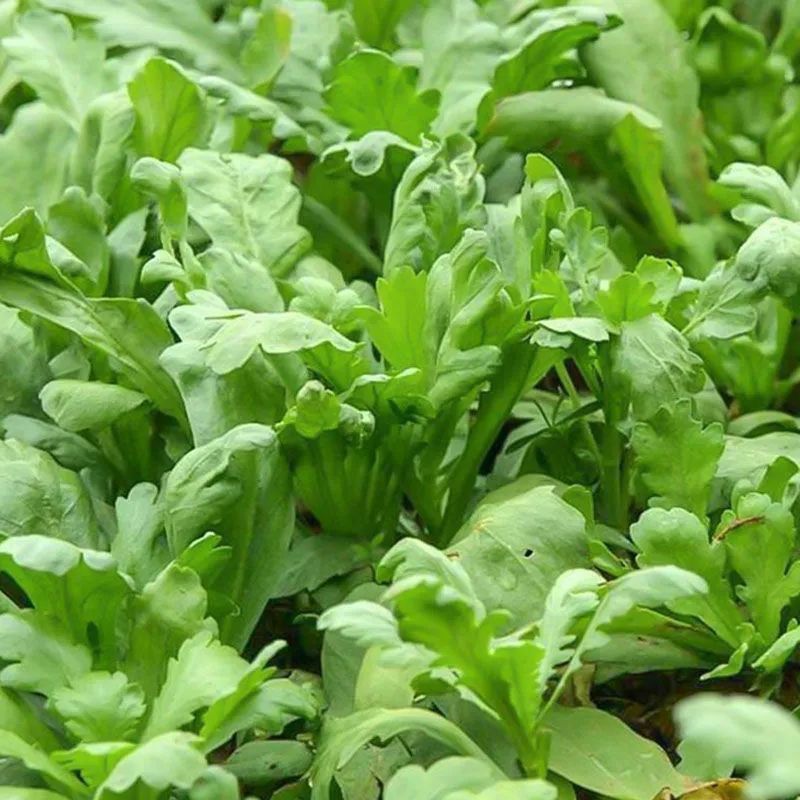 青香大叶茼蒿桐花菜大叶蓬蒿菜耐热皇帝菜火锅蔬菜