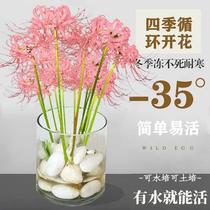 Peyman other shore flower atp-2886 species of ball mandala zhu shahua flower garden potted water planted stone garlic bulb flower stone garlic species