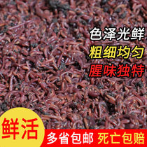 Earthworms Live Bait Cattle Manure Green Winter Hook Box Dress Bundle Red Earthworms Bait Stock Living Wild Fishing Bait Fishing large number