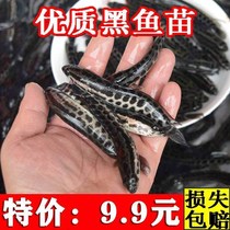 Black Fish Fry Living Freshwater Good Breeding Food Meat Fish Tank Fish Pool Raw Fish Fry Cold Water Ornamental Fish Black Fish Fry