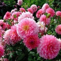 Great Liflower seed Big league-growing geranium East Ocean Chrysanthemum Flower Seed Flowers seed Flower Big Dot to look good