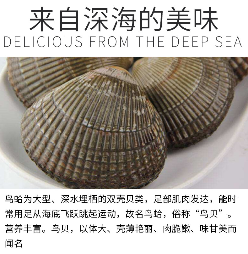 鸟贝肉 野生鲜活鸟蛤新鲜大鸟贝片刺身白贝去壳冷冻500g 火锅食材
