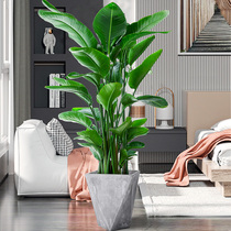 Net Red Sky Church Bird Potted Living Room Indoor Good Raising Large Flower Green Planting Office Light Luxurious Plant Cranes