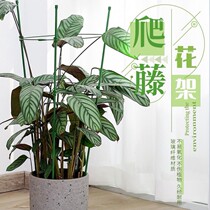 Crab claw orchid special bracket vine plant climbing vine shelf flower bracket ball orchid climbing vine shelf flower support frame