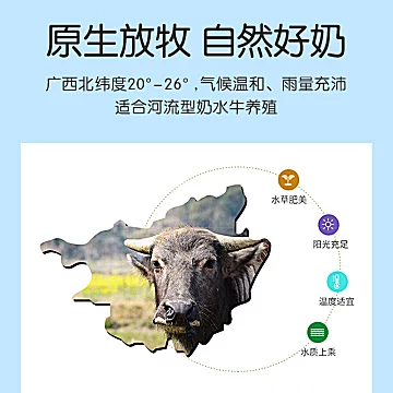 百菲酪3.8克蛋白水牛纯奶12盒+高钙奶10盒[26元优惠券]-寻折猪