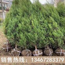 Cypress Saplings Berta Berta Pine Side Bertree Sapling Pine Cypress Pine Cypress Pine Green Bertree Green Cypress Trees Four Seasons Green