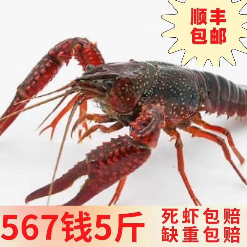 Jiangsu crayfish fresh 567 yuan 5 catties fresh live aquatic products special spicy Xuyi lobster Shunfeng