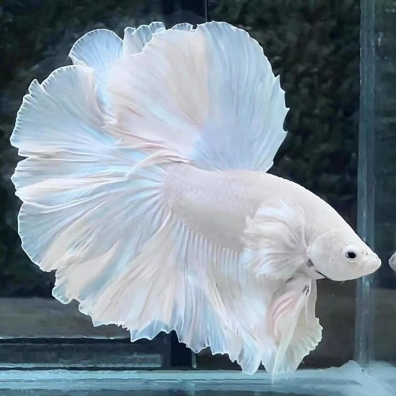 斗鱼直播TOP10主播大揭秘，谁才是你心中的王者？