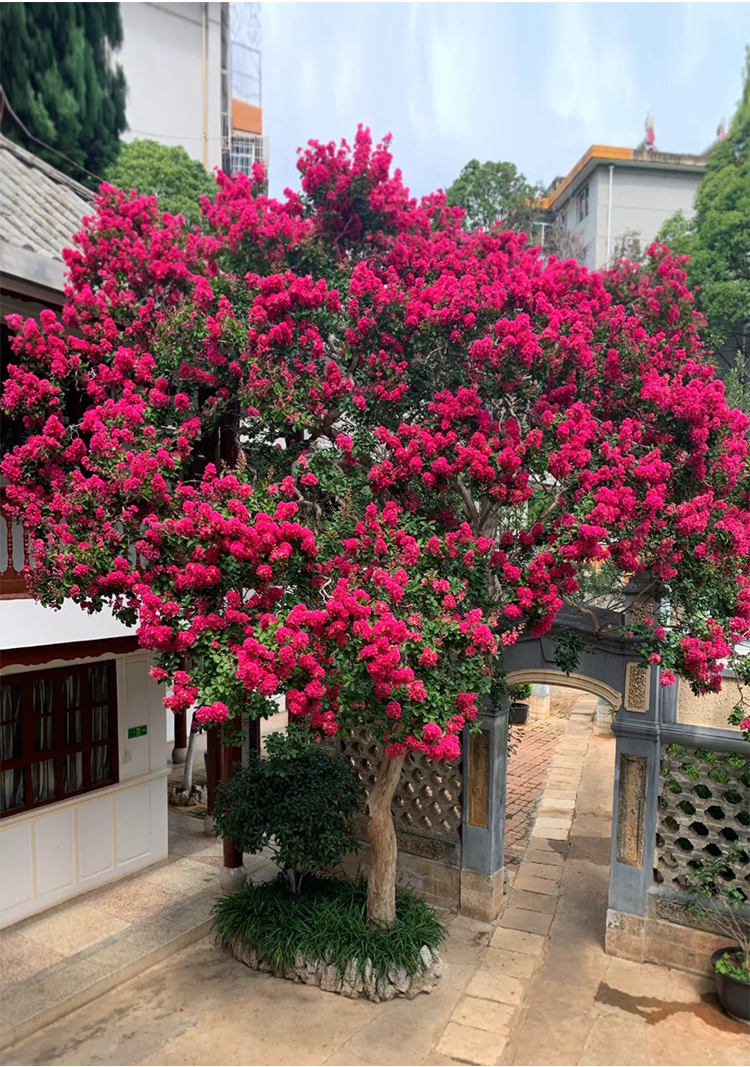 紫薇花树苗盆栽百日红老桩大苗室外庭院花卉植物别墅绿化四季开花