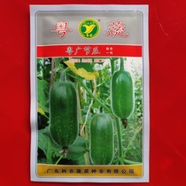 Guangdong-Guangzhou Melon 20g Guangdong Academy of Agricultural Sciences high-quality hybrid early-maturing Melon field planting
